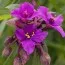 Традесканция Concord Grape фото
