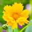 Кореопсис Grandiflora фото
