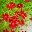 Кореопсис Ruby Red фото