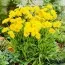 Кореопсис Grandiflora фото