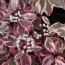 Кизил Sibirica Variegata фото