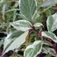 Кизил Sibirica Variegata фото