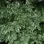 Кизил Sibirica Variegata фото