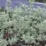 Кизил Sibirica Variegata фото