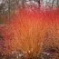 Кизил Midwinter Fire фото