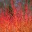 Кизил Midwinter Fire фото