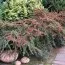 Кизильник Radicans Major фото