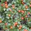 Кизильник Radicans Major фото