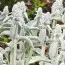 Стахис Cotton Ball фото
