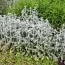 Стахис Cotton Ball фото