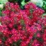Астра Crimson Brocade фото