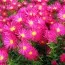 Астра Crimson Brocade фото