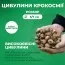 Крокосмия Sunglow фото