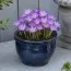 Крокус Barr's Purple фото
