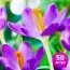 Крокус Barr's Purple 50 шт/уп фото