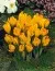 Крокус Yellow Giant 100 фото
