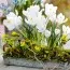 Подарок! Крокус Jeanne d'Arc фото