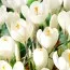 Подарок! Крокус Jeanne d'Arc фото