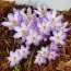 Крокус Kotschyanus фото