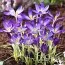 Крокуc Whitewell Purple (акционный) фото