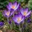 Крокуc Whitewell Purple фото