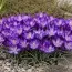 Крокуc Whitewell Purple фото