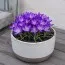 Крокуc Whitewell Purple фото