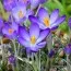 Крокуc Whitewell Purple (акционный) фото