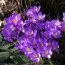 Крокуc Whitewell Purple 100 шт/уп фото