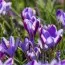 Крокус Spring Beauty фото