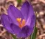 Крокус Ruby Giant 100 фото