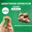 Крокус Tricolor фото