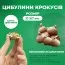 Крокус Prins Claus 100 фото