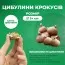 Крокус Barr's Purple 100 шт/уп фото