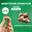 Крокус Korolkowii 50 шт/уп фото