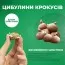 Крокус Tommasinianus (Томазини) фото