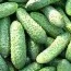 Огурец Кустовой фото