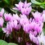 Цикламен садовый Hederifolium фото