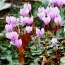 Цикламен садовый Hederifolium фото