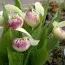 Циприпедиум Reginae Flavum фото