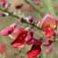 Ракитник Killiney Red фото