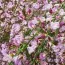 Ракитник Moyclare Pink фото