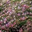 Ракитник Moyclare Pink фото