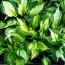 Хоста Morning Star фото