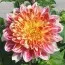 Георгина Garden Show фото