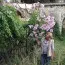 Георгина Imperiallis фото