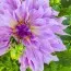 Георгина Lavender Ruffles фото