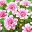 Георгина Pink Perception фото