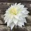Георгина Snowbound фото