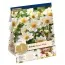 Георгина Topmix White (Брендовые луковицы KAPITEYN®) фото